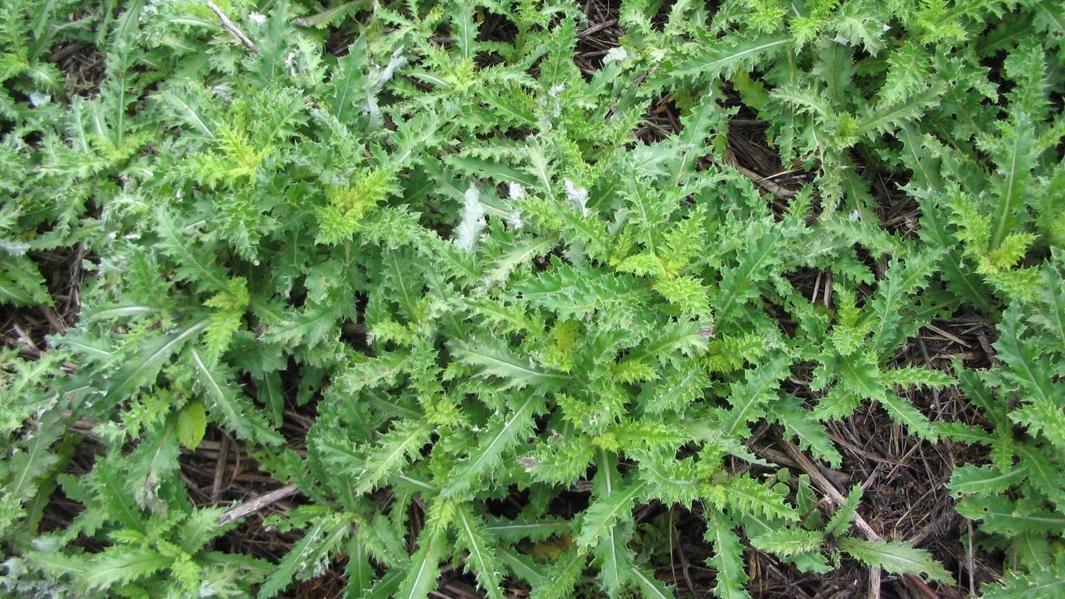 canada thistle