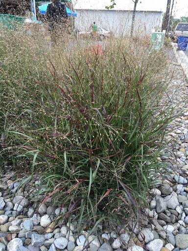 switchgrass - panicum virgatum