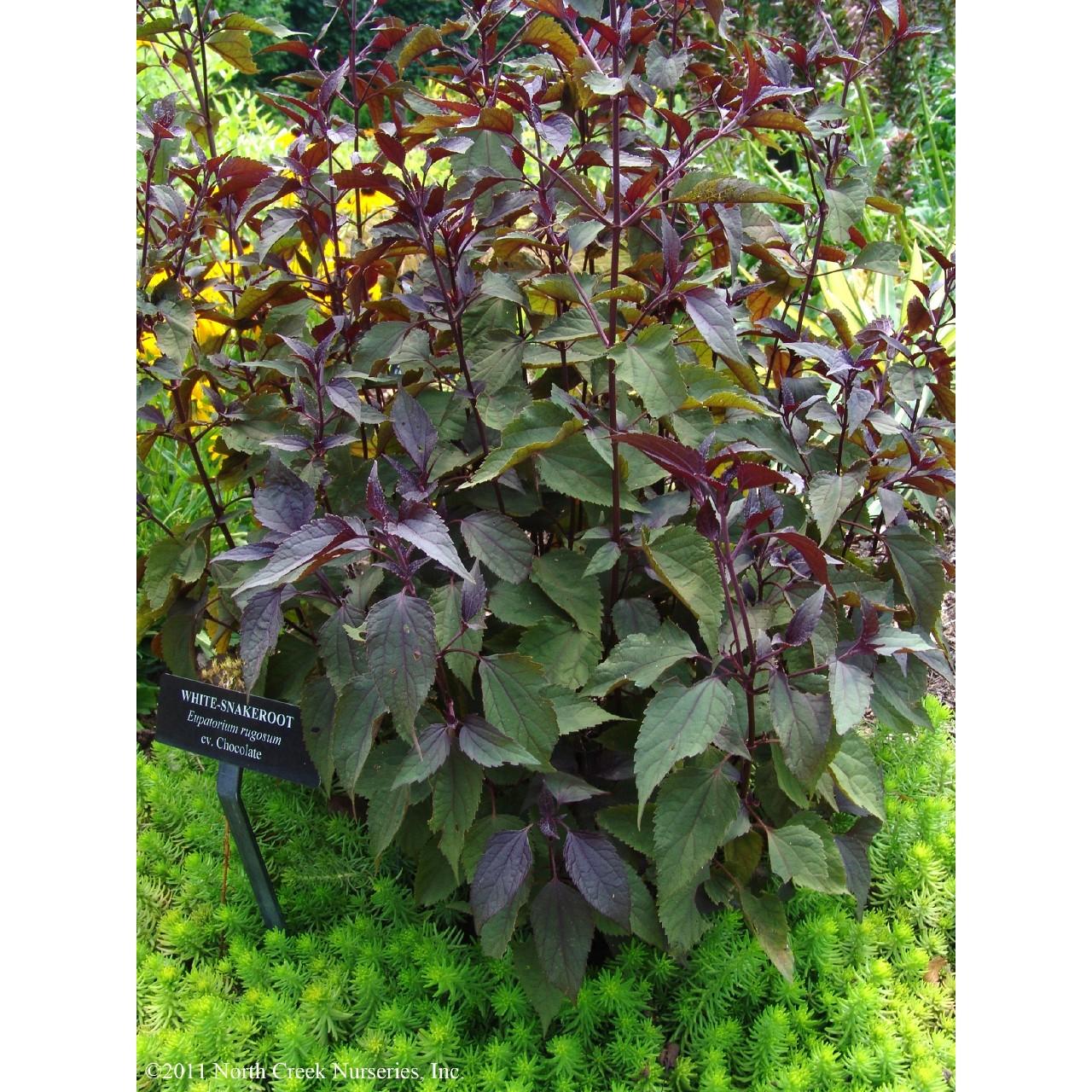 cultivar of eupatorium