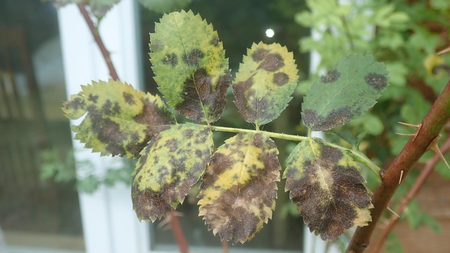 black spot disease symptoms on rose