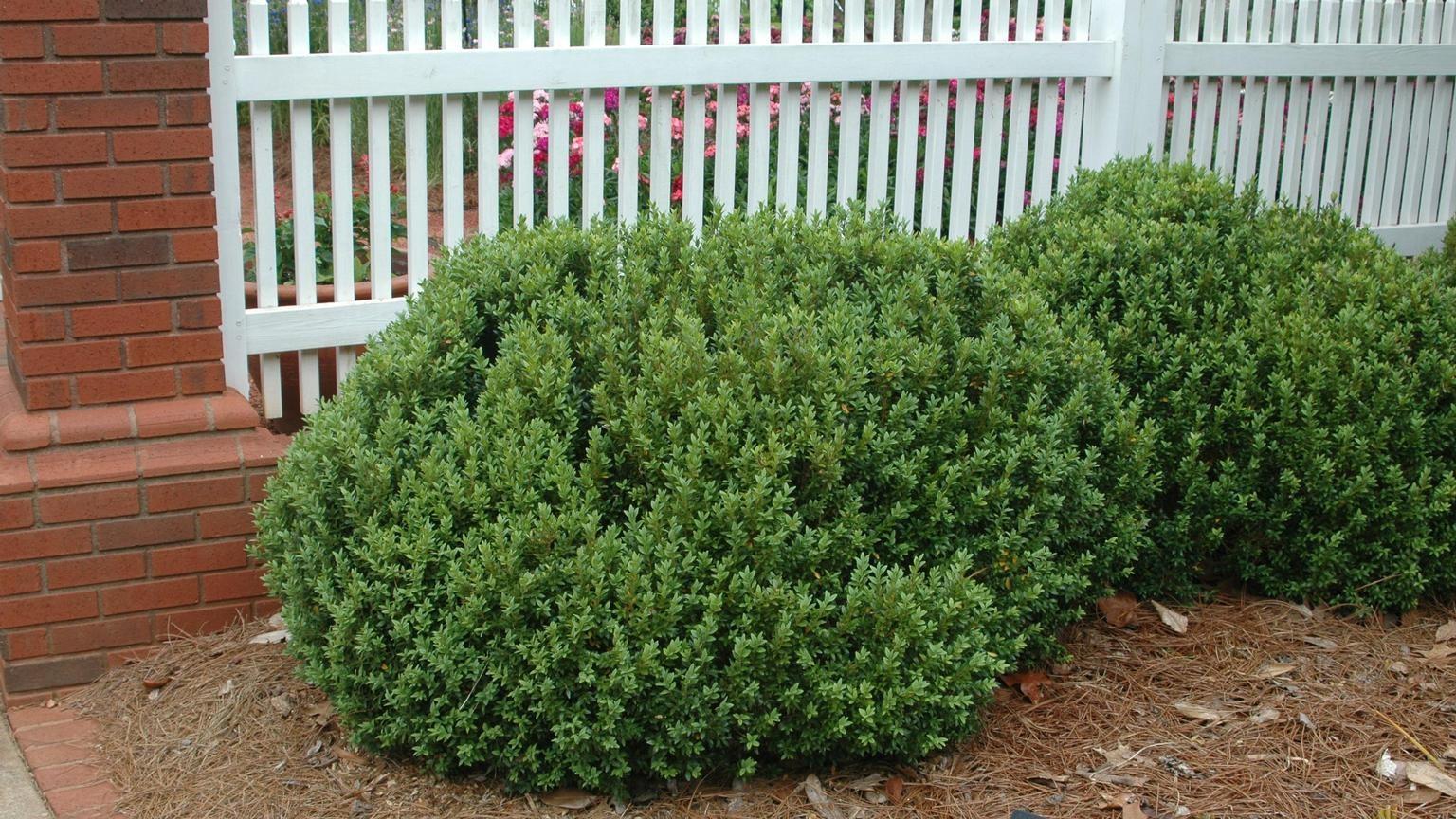 boxwood