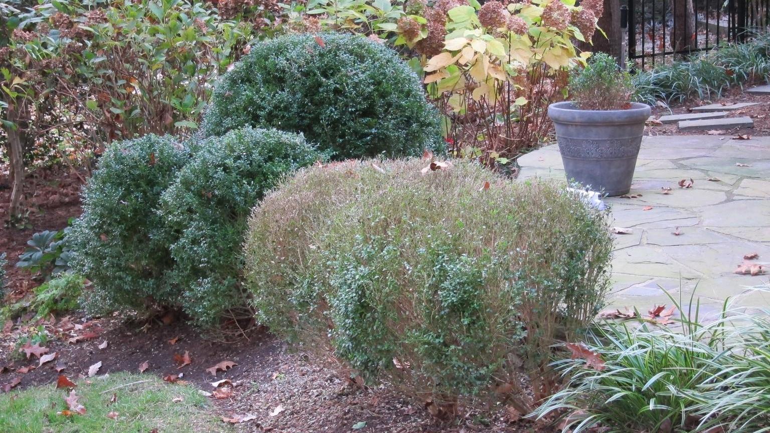 boxwood defoliation from boxwood blight