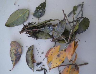 leaf spots on mountain laurel