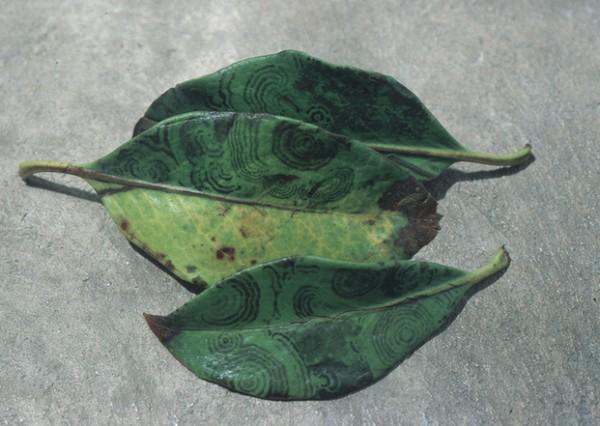 mountain laurel ringspot virus