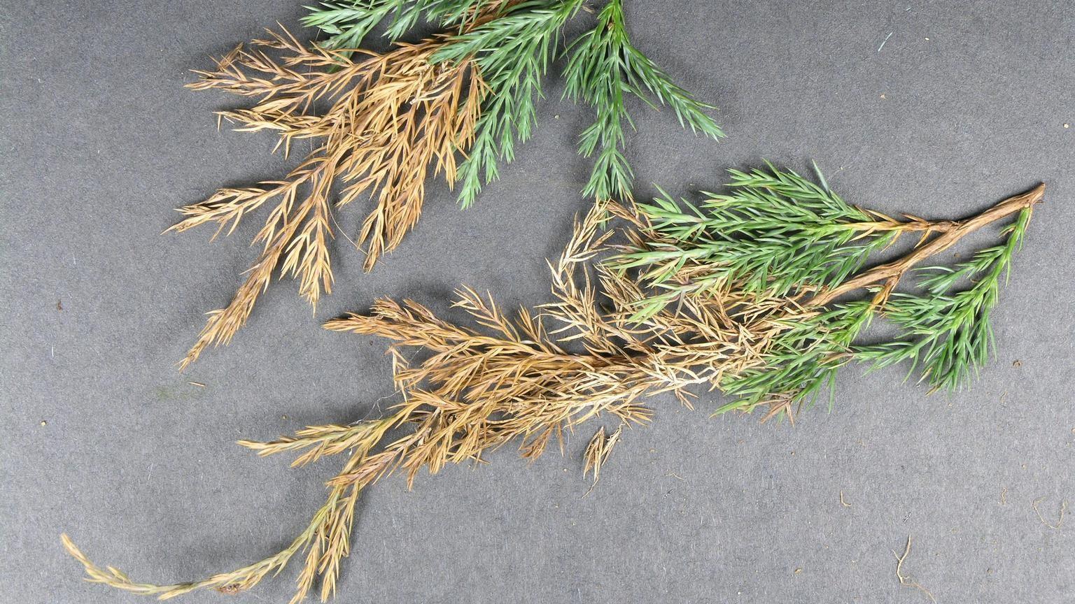 phomopsis twig blight symptoms on juniper