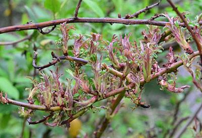 rose rosette symptoms