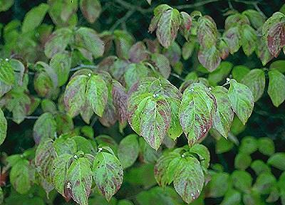 dogwood tree failing to bloom - no flowers