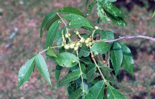 hickory leaf stem gall 