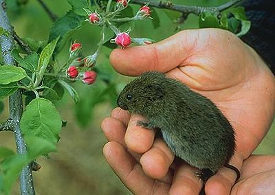 vole