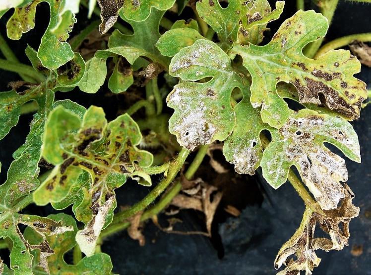 Ozone damage to watermelon crown leaves