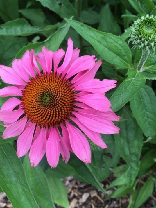 Coneflower