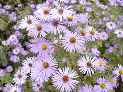 aster