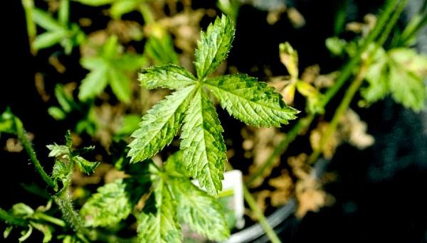 downy mildew on potentilla