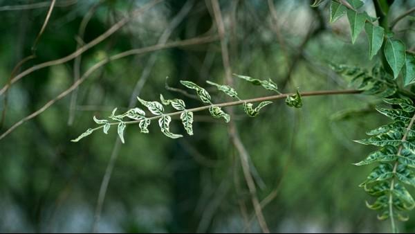 herbicide damaged vine