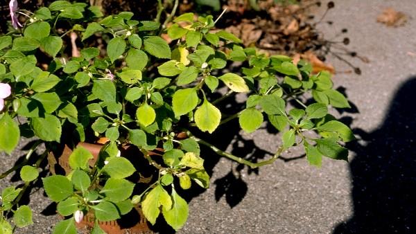 impatiens showing nutrient deficiency symptoms