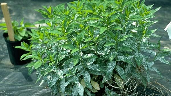 powdery mildew on phlox