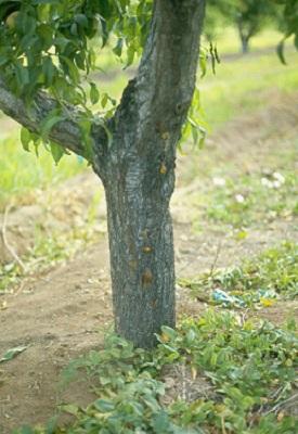 sunscald damage on the trunk of a fruit tree