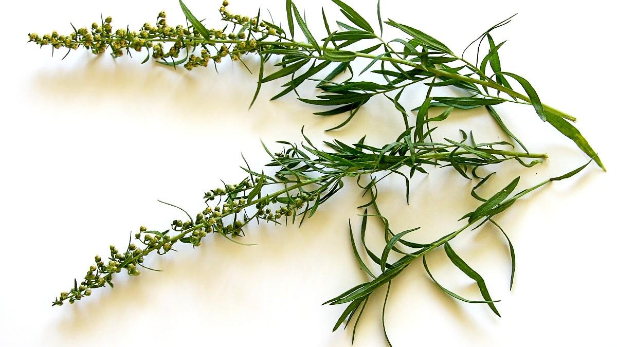 tarragon