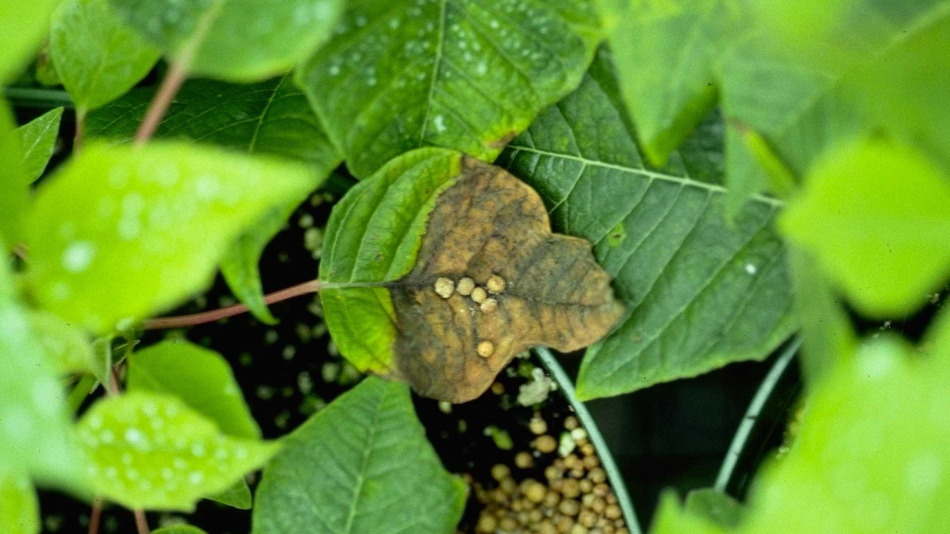 Fertilizer damage on poinsettia