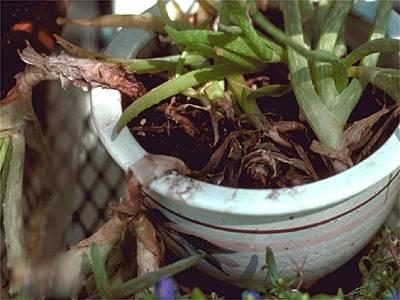 Crown rot in aloe