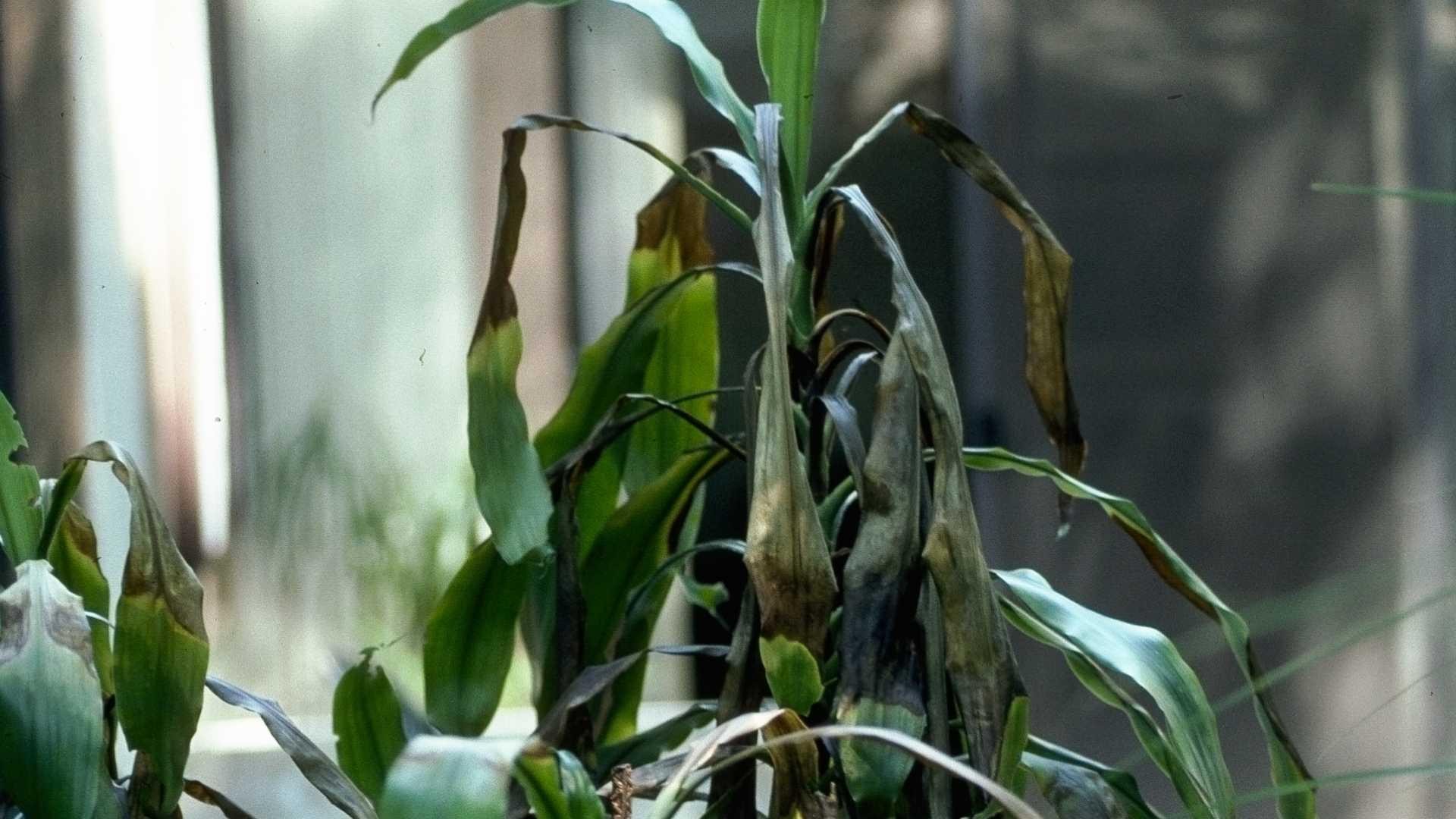 Sundburn damage to dracaena