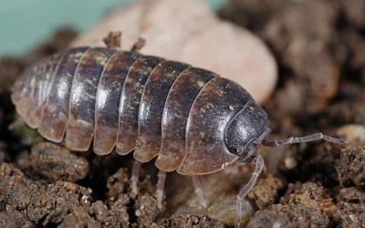 brown pill bug