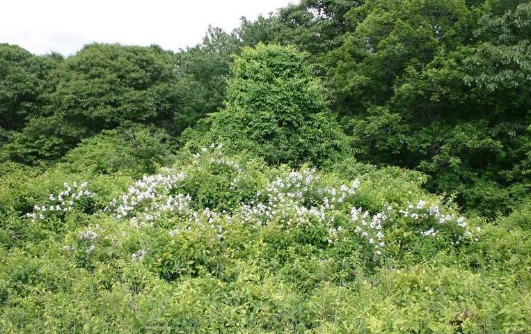 infestation of multiflora rose