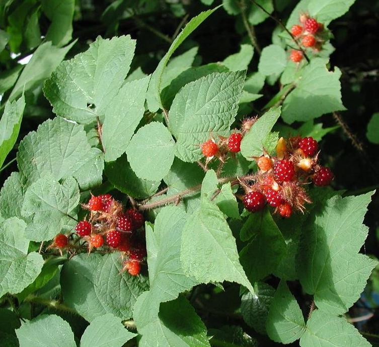 wine raspberry fruit