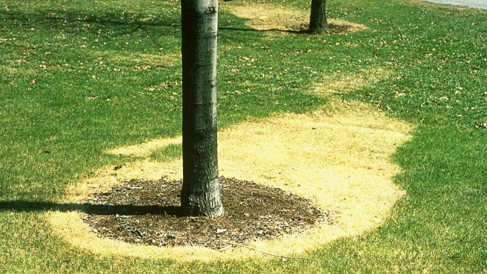 herbicide damage on turf