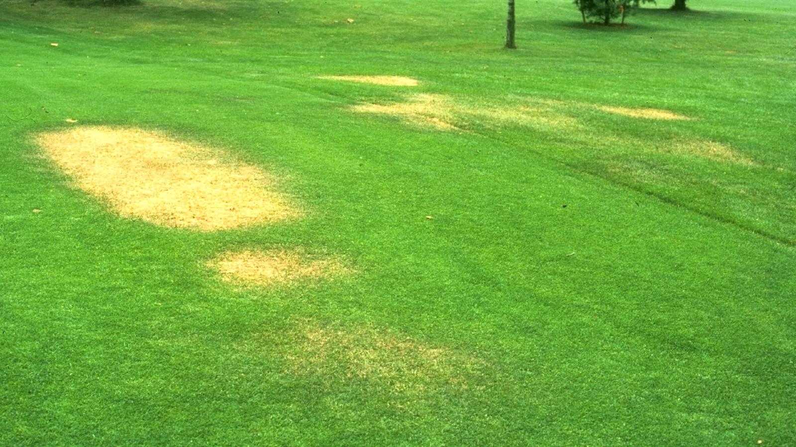 buried rock causing lawn to yellow