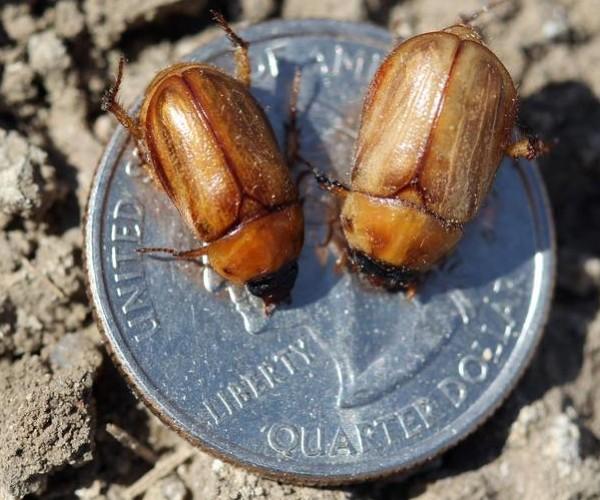 masked chafer beetle adult