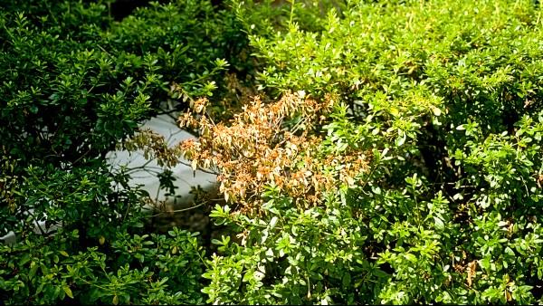 azalea branch dieback from root damage