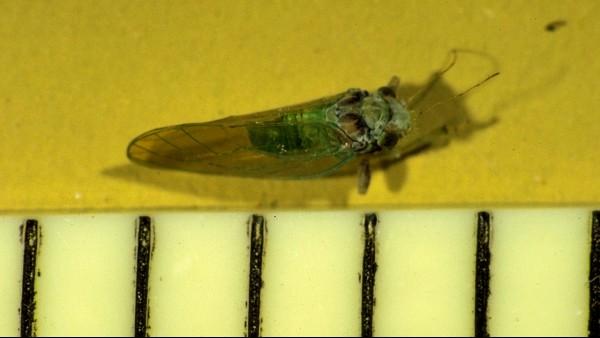 boxwood psyllid adult