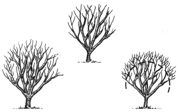 heading back pruning illustration