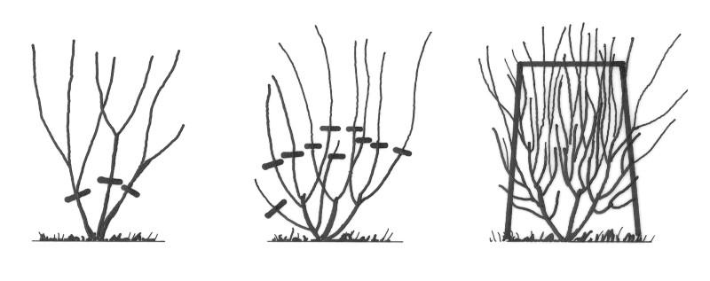 pruning informal hedge