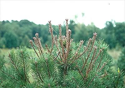 sawfly damage on mugo pine