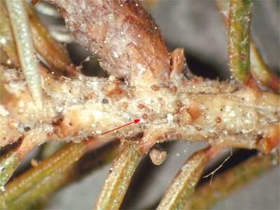 Hemlock rust mite eggs