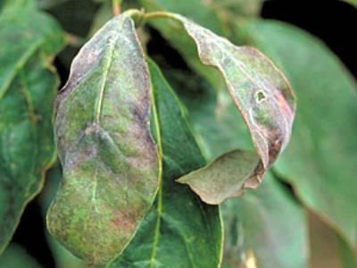 Early symptoms of powdery mildew on dogwood