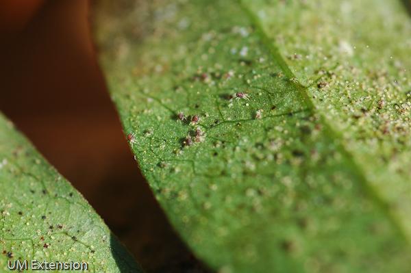 Spider mite eggs