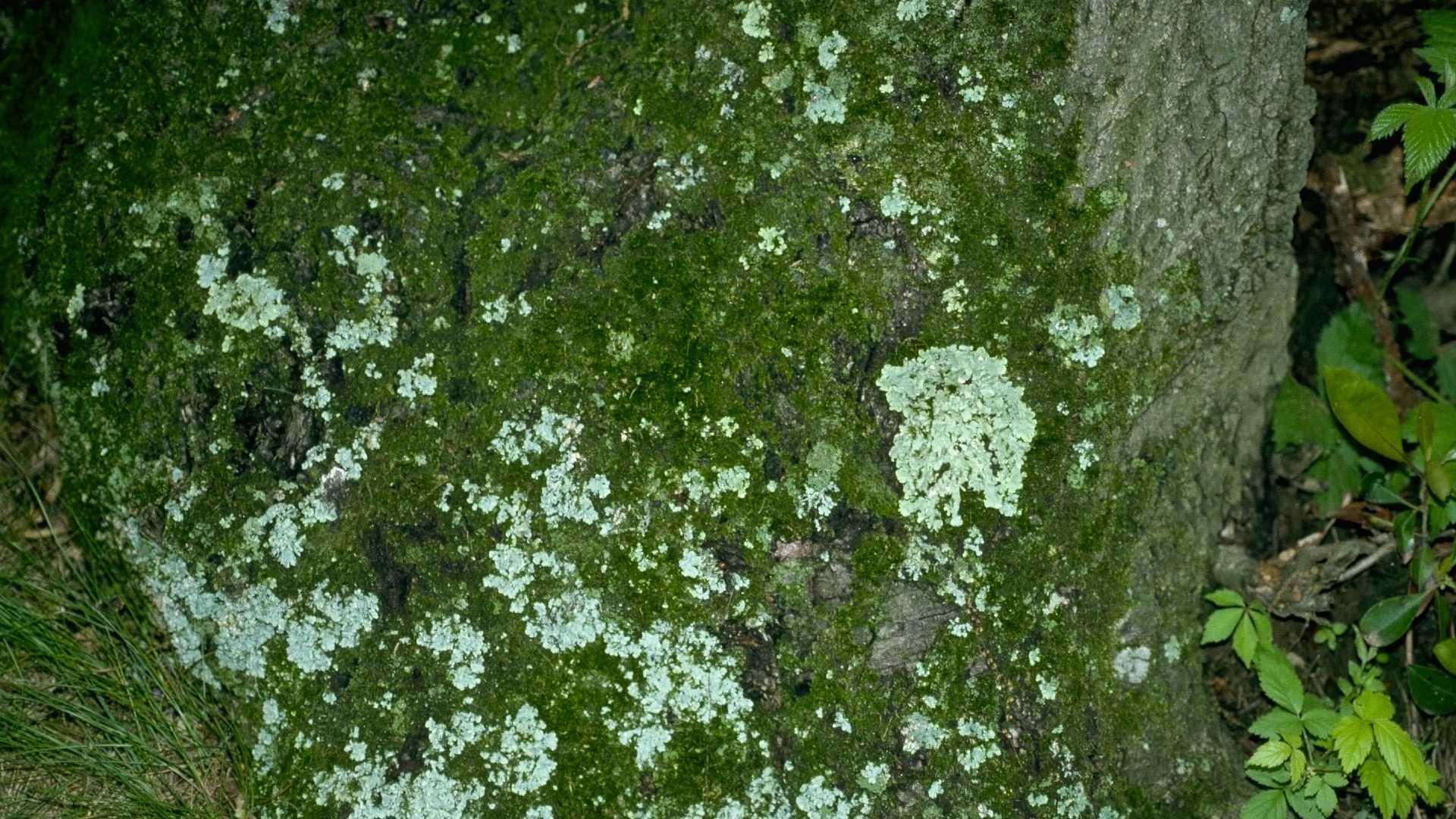 Algae and lichens on tree trunk