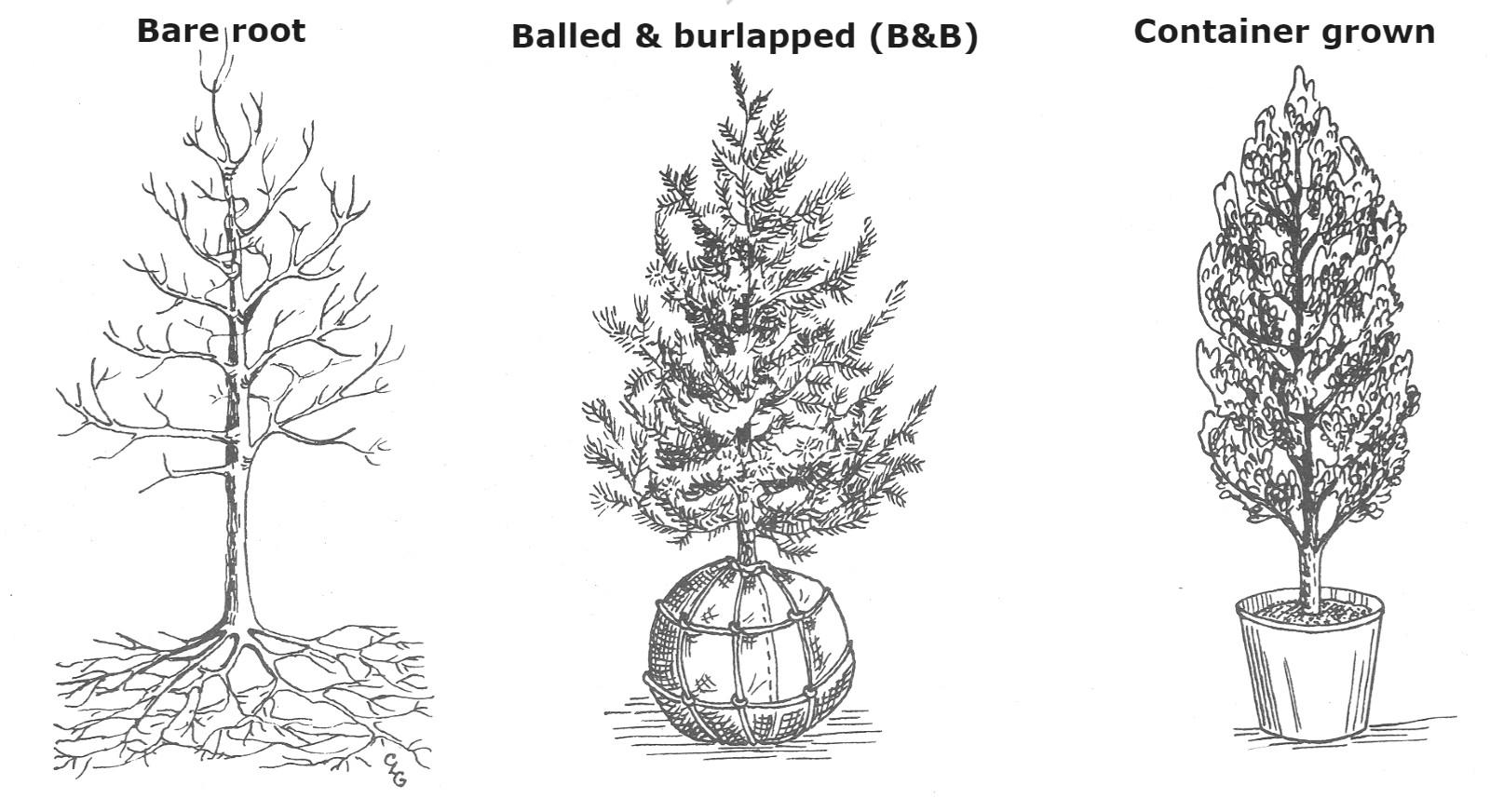 types of woody planting stock