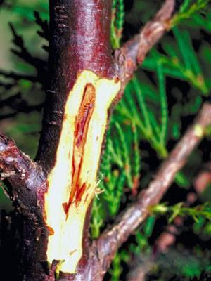 Botryosphaeria canker on Leyland cypress  Cutaway of canker