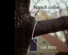 branch collar