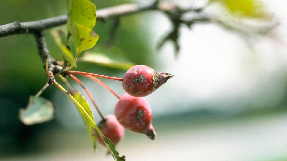 Lesions on crabapple fruit