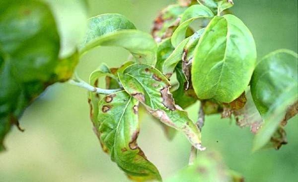 Discula anthracnose on dogwood