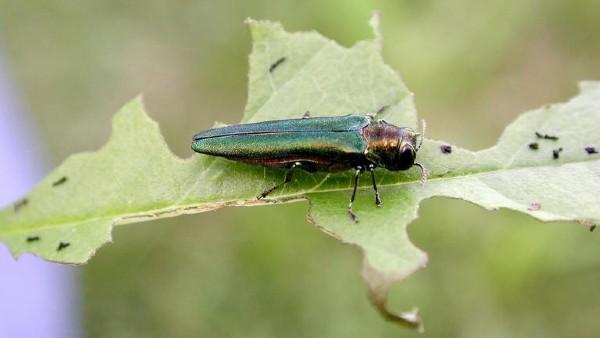 emerald ash borer adult