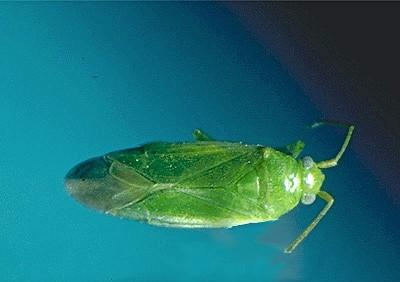 honeylocust plant bug adult