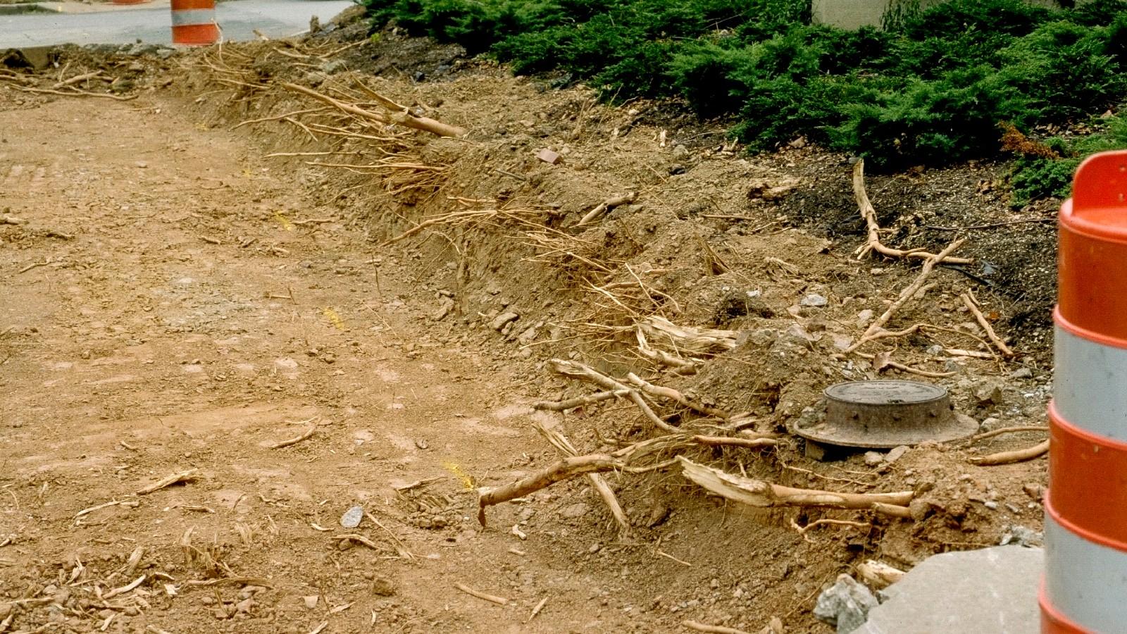 construction damaged tree roots