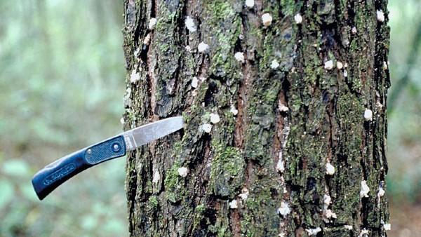 southern pine beetle damage