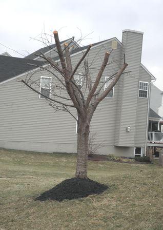 poorly pruned mature tree